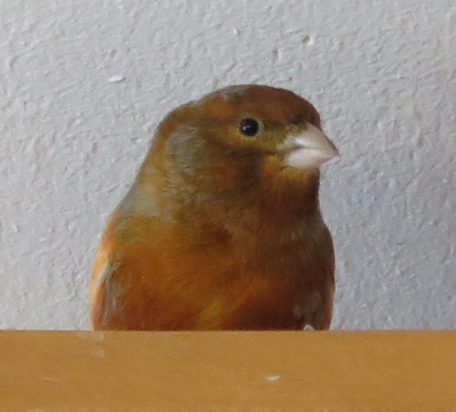 Brownie Skov - 6. december 2016